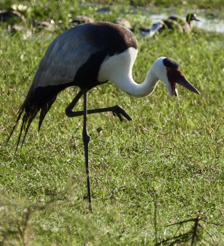iNaturalist image