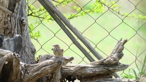 iNaturalist image