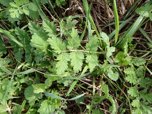 musk stork's-bill