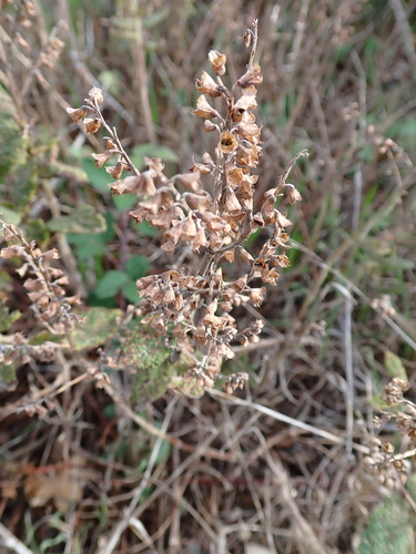 woodland germander