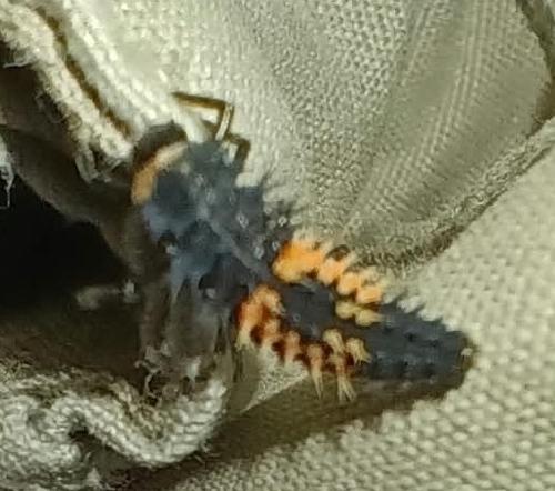 Asian Lady Beetle