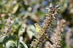 Leiothlypis celata lutescens