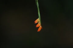 Isochilus aurantiacus