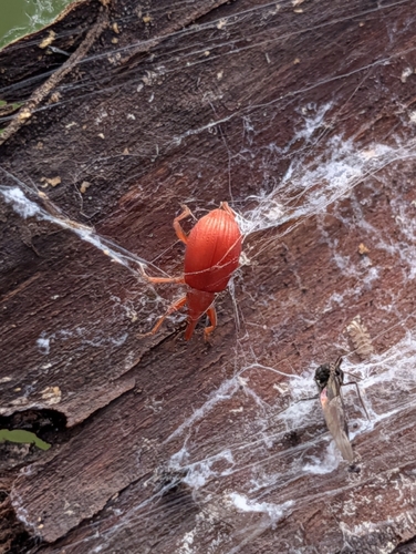 Apion frumentarium