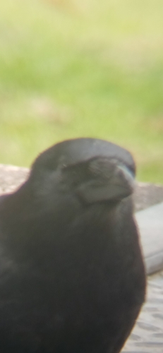 Carrion Crow