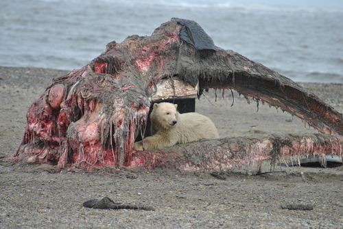 Bowhead Whale photographed in Alaska