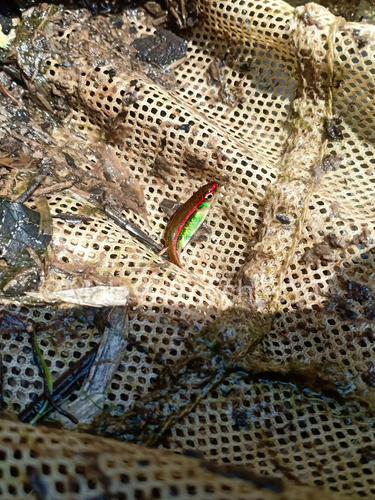 Red-striped Rasbora
