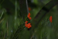 Isochilus aurantiacus