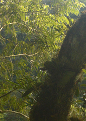 Pleopeltis pleopeltifolia