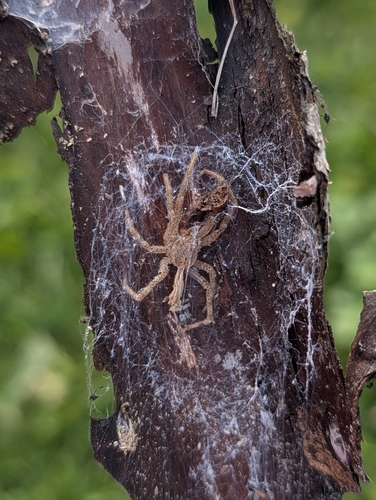 Mediterranean Spiny False Wolf Spider