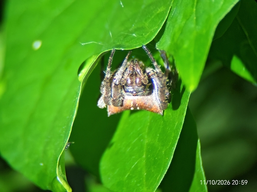 Abandoned-web Orb-weaver