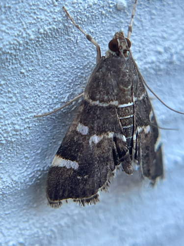 Spotted Beet Webworm Moth
