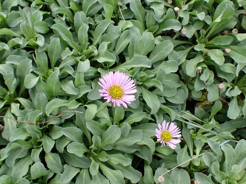 seaside daisy