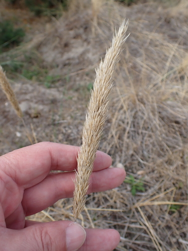 European marram grass