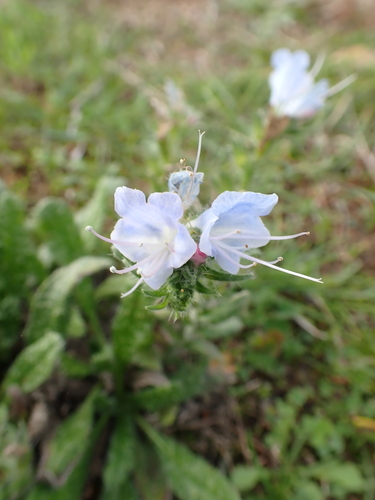 viper's-bugloss