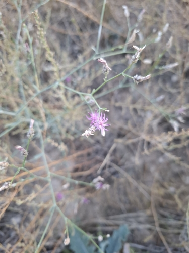Centaurea virgata observed 2026-10-10