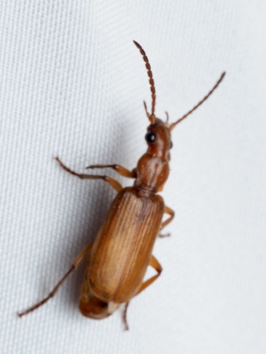 Flat-horned Ground Beetles