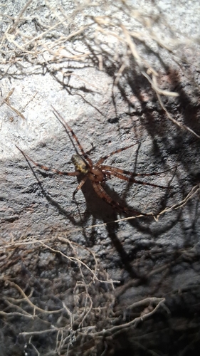 European cave spider