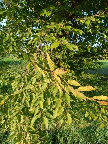 European Hornbeam
