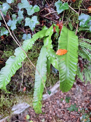 Hart's-tongue fern