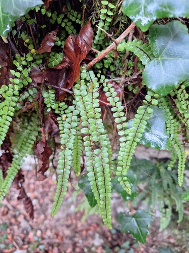 maidenhair spleenwort