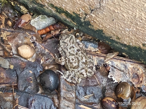 Asian Common Toad