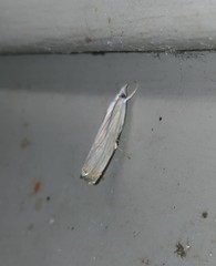 Parapediasia decorellus