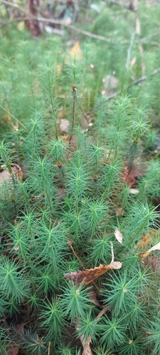 Common Haircap Moss