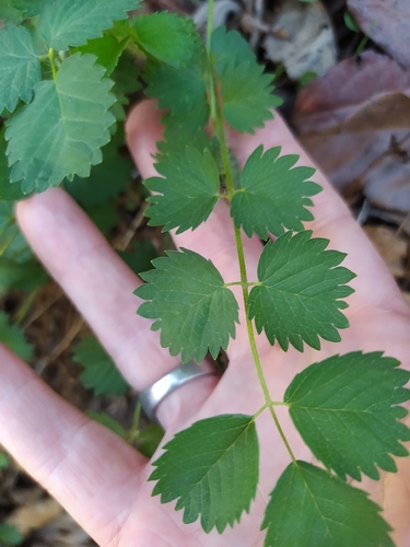 Sanguisorba mauritanica