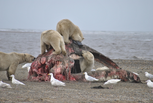 Glaucous Gull｜白翅银鸥 参考照片