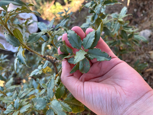Laurel-leaved Cistus