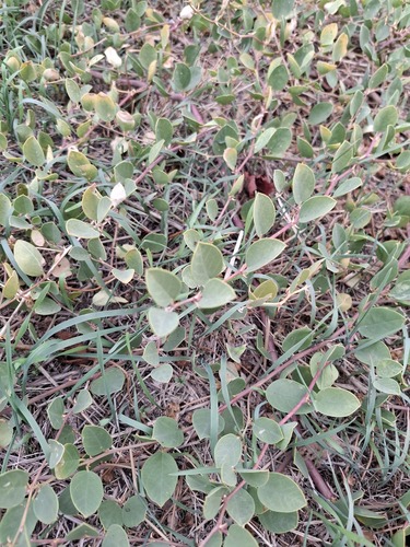 Capparis canescens observed 2026-10-11