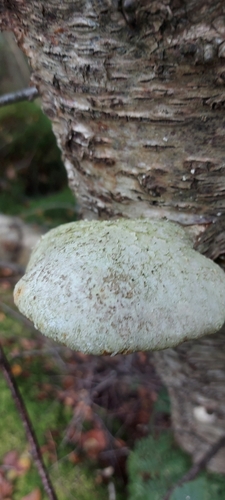 birch polypore