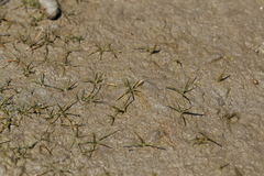 Subularia aquatica