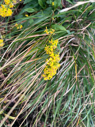 European goldenrod