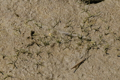 Subularia aquatica