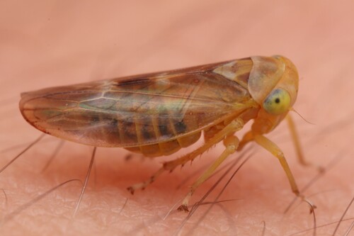 Populicerus nitidissimus
