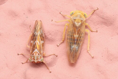 Tremulicerus vitreus