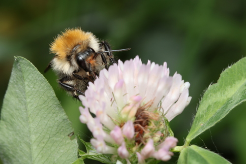 Common Carder Bumble Bee
