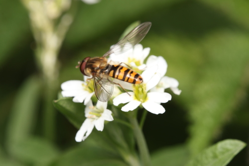 Marmalade Hover Fly
