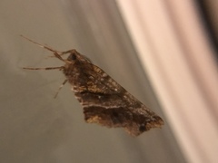Selenia alciphearia