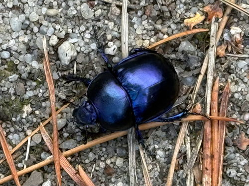Springtime Dung Beetle
