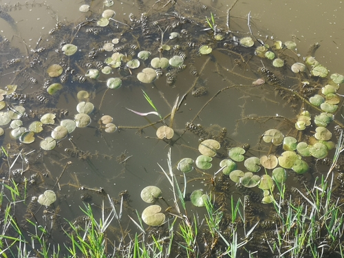 Hydrocharis morsus-ranae, 2026-10-08
