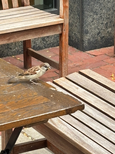 House Sparrow