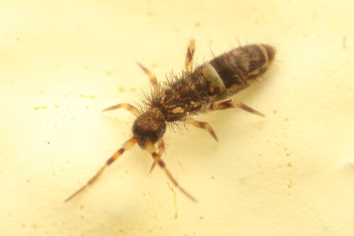 Belted Springtail