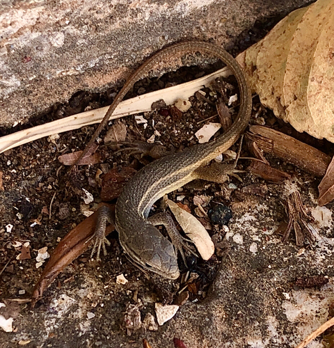 Large Psammodromus