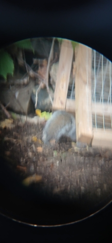 Eastern Gray Squirrel