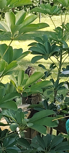 Eastern Chipmunk