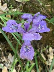 Iris macrosiphon