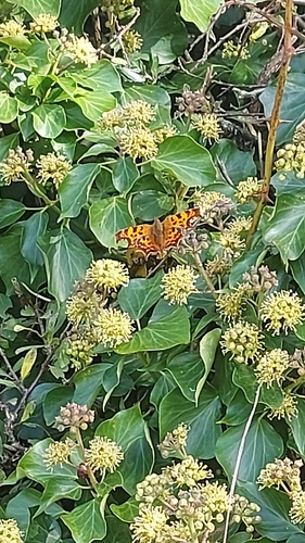 European Comma